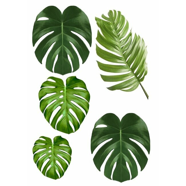 https://m.cuistoshop.com/img/226/356544/max/p/feuille-en-sucre-feuilles-tropicales.jpg